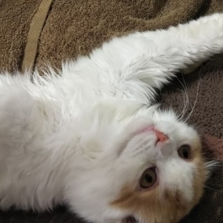 たくさんの応募があったので募集を一旦止めました。