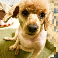 こんぶ