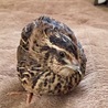 ぴーすけ