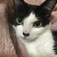 にゃんたろう