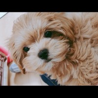 コロ