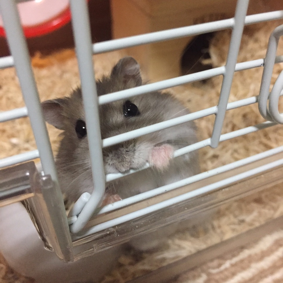 こつぶのカバー写真