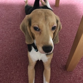 もうすぐ２歳 甘え上手の男の子