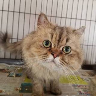 御家族で可愛がってくれる方