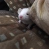 ふぁん君