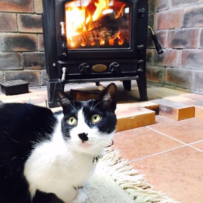 NPO法人　Companion Animal Trust, Nipponのカバー写真