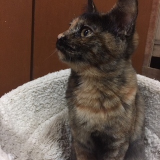 『サビ』9ヶ月不妊メス