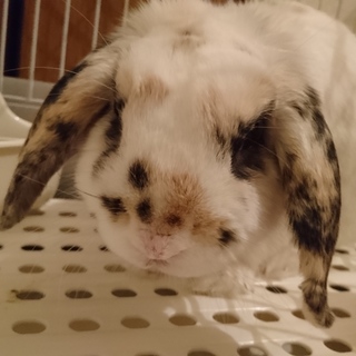 多頭崩壊より保護うさぎ