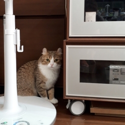 あれこれお試し中