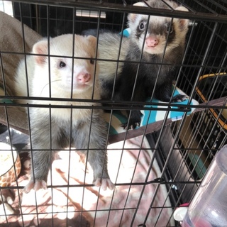 フェレット里親募集