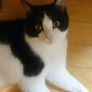 白黒ぶち☆ハッチ