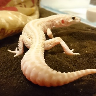 ヒョウモントカゲモドキの男の子！※一時締切中