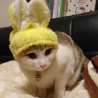 がんこ