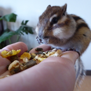 かわいいシマリスの赤ちゃん譲ります