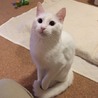 めちか