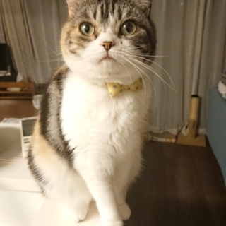 血統書付きスコ☆三毛の超美猫！甘えん坊な女の子