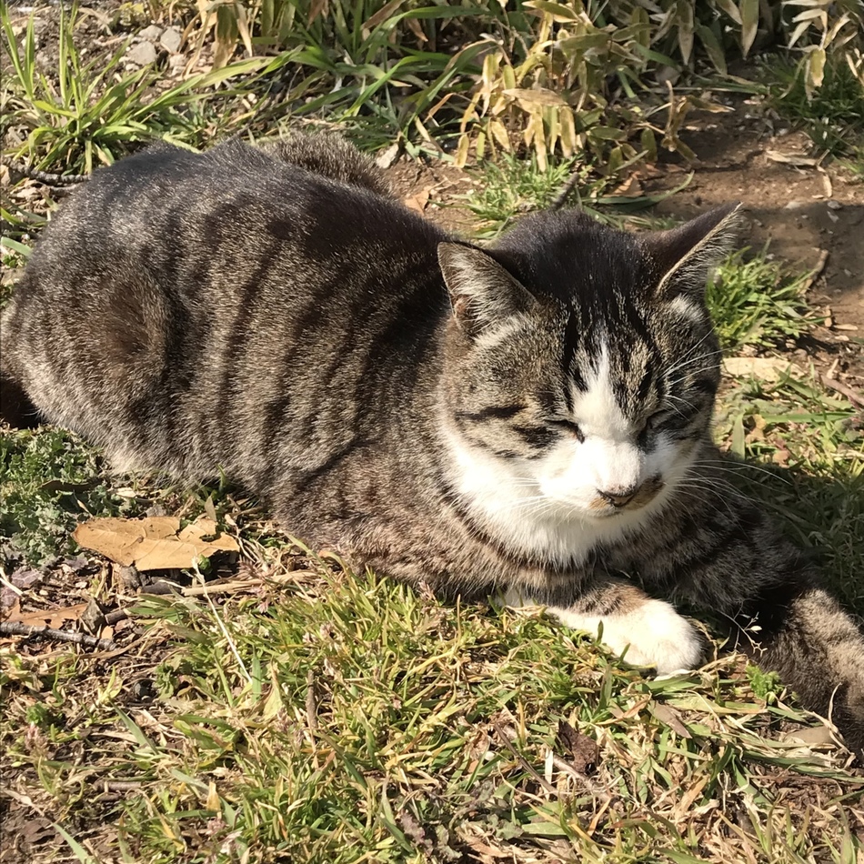 とらのカバー写真