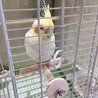 なごみんママ