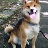 ポッキー