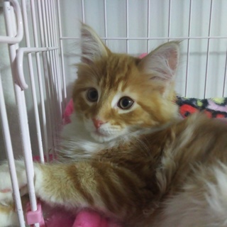 メインクーンの元気な男の子♪幸せに成ってね‼