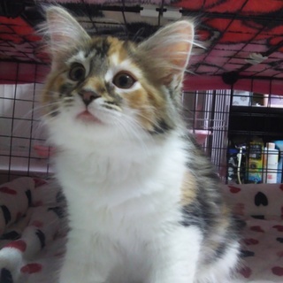 メインクーンのやんちゃな女の子♪幸せに成ってね‼