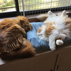 「トイレのこと」サムネイル2