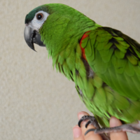 ジェリー・ボン・ボヌール