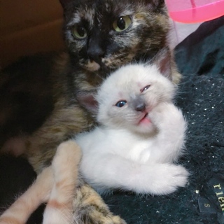 おとぼけ顔の可愛いラパンくん