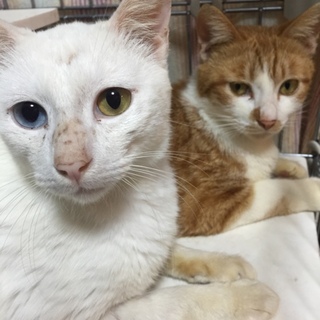 宮古島保健所引き出し！シュッとしたオッドアイ白猫