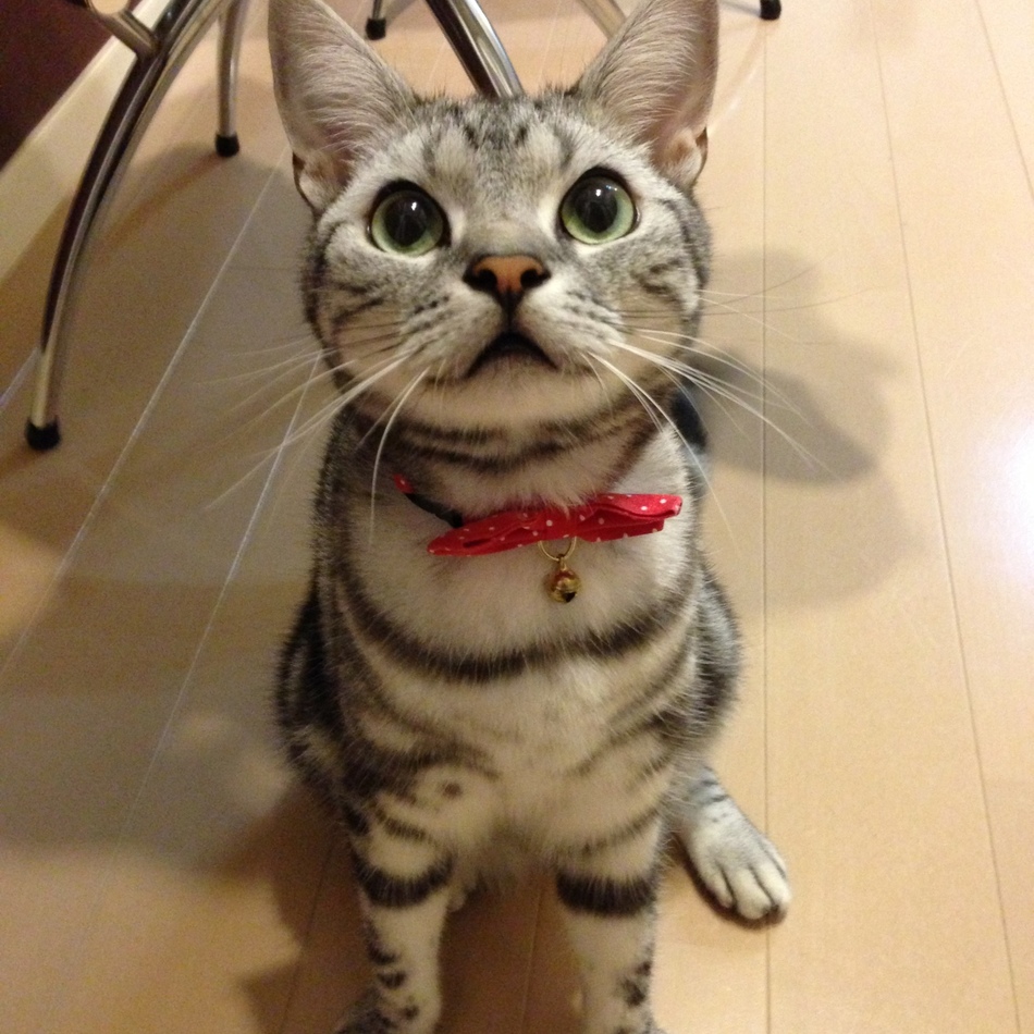 コタローのカバー写真