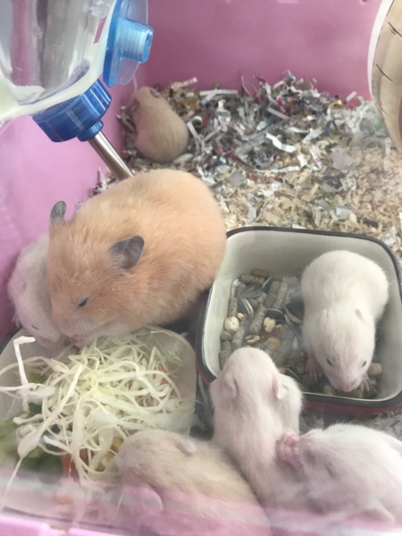 キンクマハムスターの赤ちゃん 広島県 小動物の里親募集 5010 ペットのおうち 月間利用者150万人