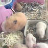 キンクマハムスターの赤ちゃん サムネイル1