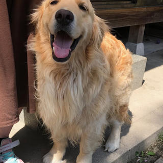 【一旦募集停止】ゴールデン3歳メス