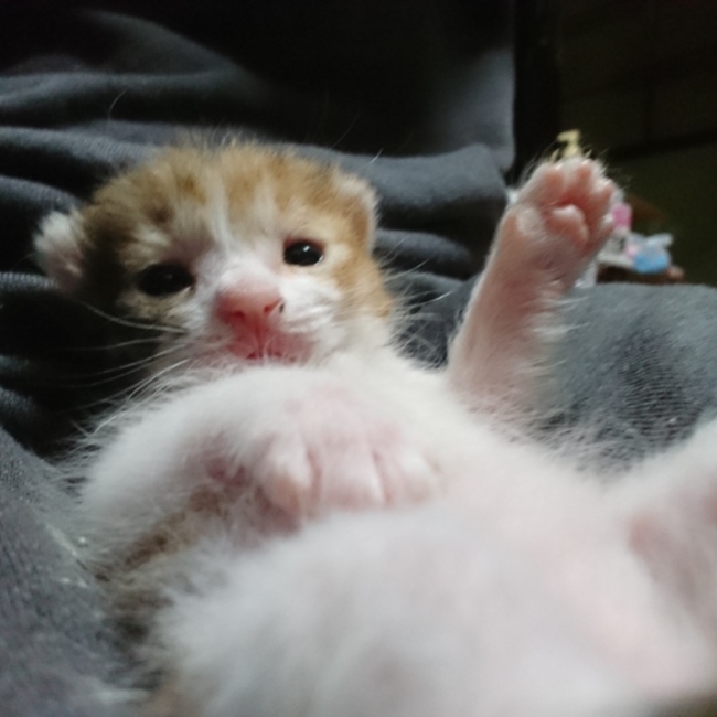 ばかすみのカバー写真