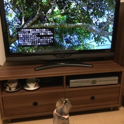 「「岩合光昭の世界ネコ歩き」を見てます。」サムネイル1