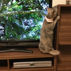 「「岩合光昭の世界ネコ歩き」を見てます。」サムネイル2