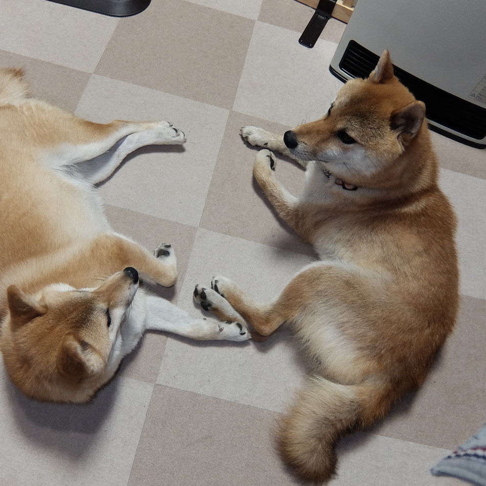 涼（リョウ）のカバー写真