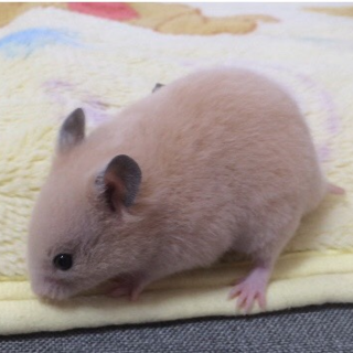 キンクマハムスターの赤ちゃん♡（里親募集）