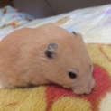 キンクマハムスター！！！（里親募集）
