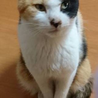 里親募集します