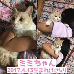 ふれあい譲渡会 サムネイル1