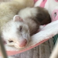 ユエ