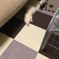 シロ