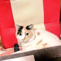 ミケ