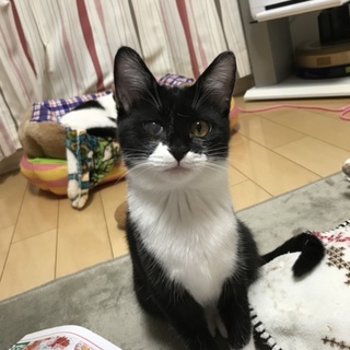 白黒仔猫　おっとり癒し系女の子　アユミ