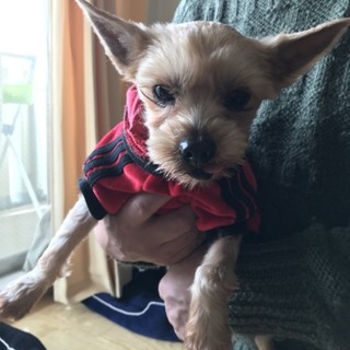 大人しく甘えん坊なヨーキー♀オイチ