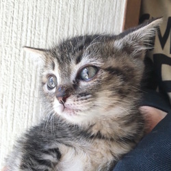 ＊里親会＊一時預かりボランティアさん募集説明会