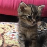 ショコラ