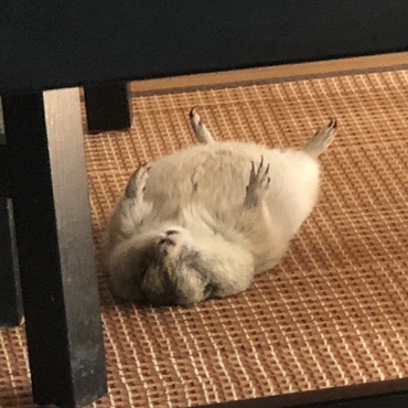 暑いからここで寝よ