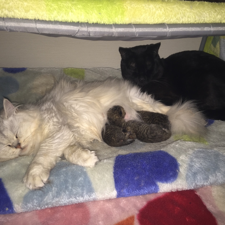 ショコラのカバー写真